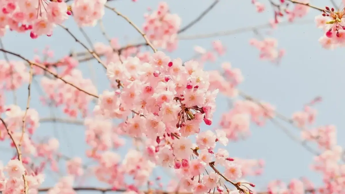 Hoa đào Tết Việt Nam, biểu tượng văn hóa không thể thiếu, mang lại sự may mắn và hạnh phúc.