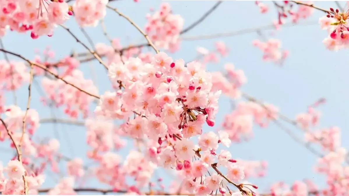 Hoa đào Tết Việt Nam bó hoa, biểu tượng của sự phồn vinh và niềm vui trong dịp lễ hội truyền thống.