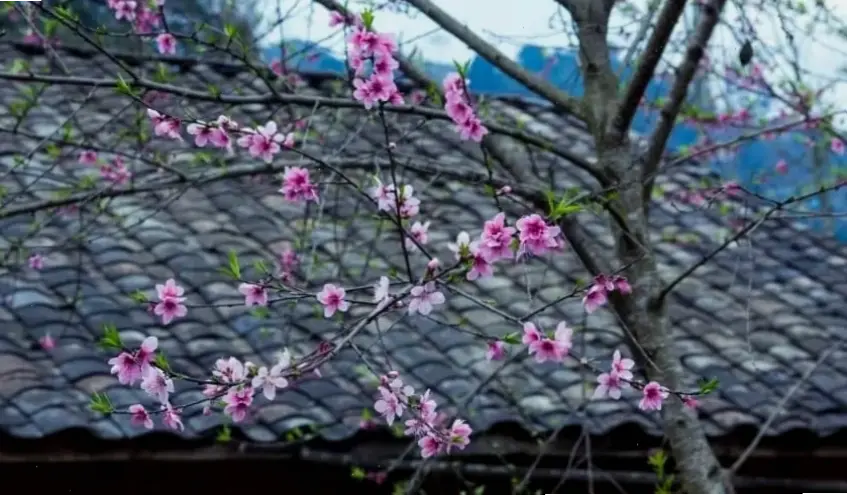 Hoa đào Tết Việt Nam – loài hoa đặc trưng, tượng trưng cho sự khởi đầu tốt lành.