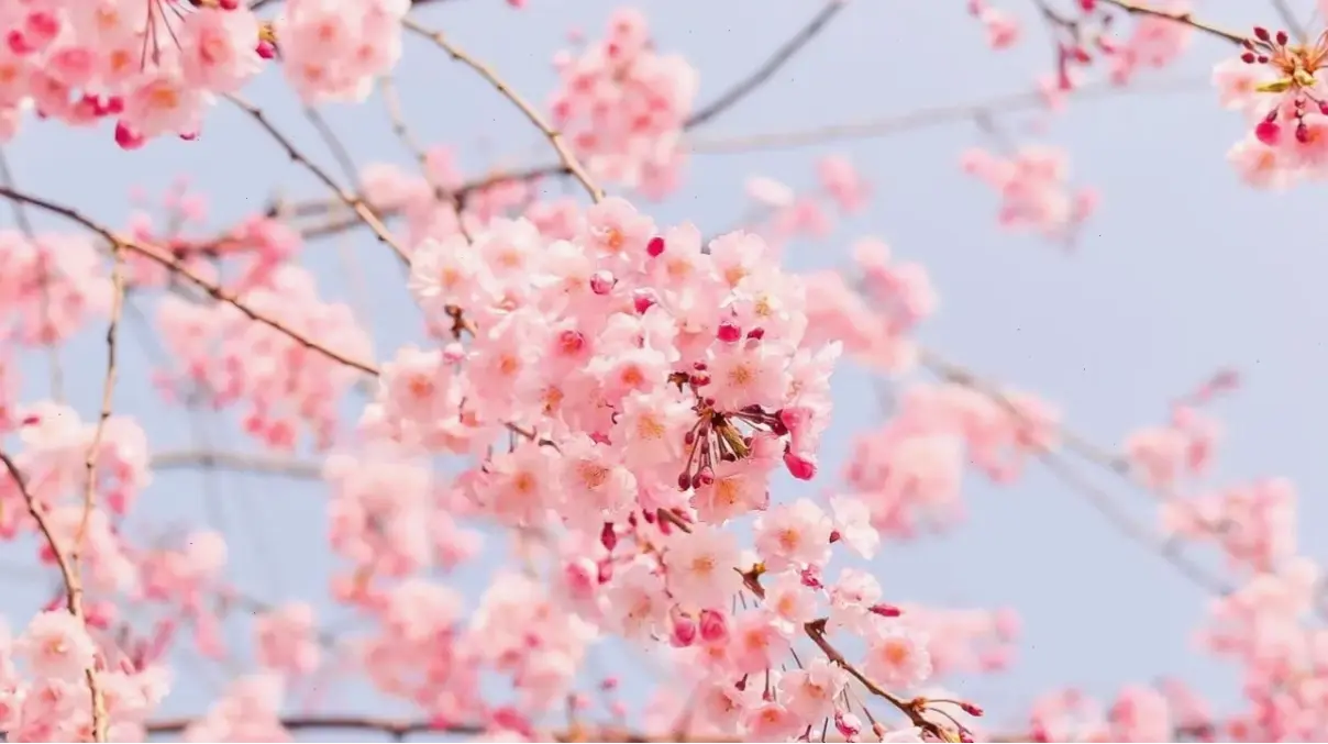 Hoa đào Tết Việt Nam truyền thống, chúc mừng một năm mới thịnh vượng và bình an.