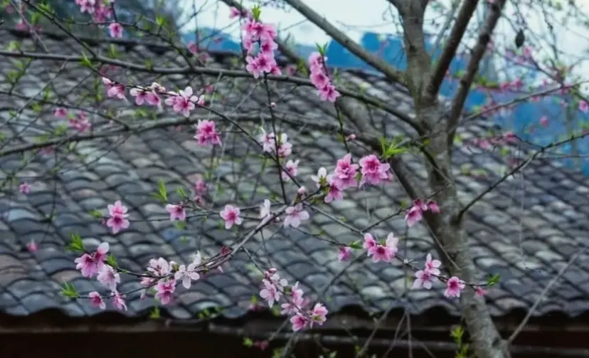 Hoa đào trang trí bó hoa, biến mọi góc nhà thành khu vườn xuân rực rỡ và hấp dẫn.