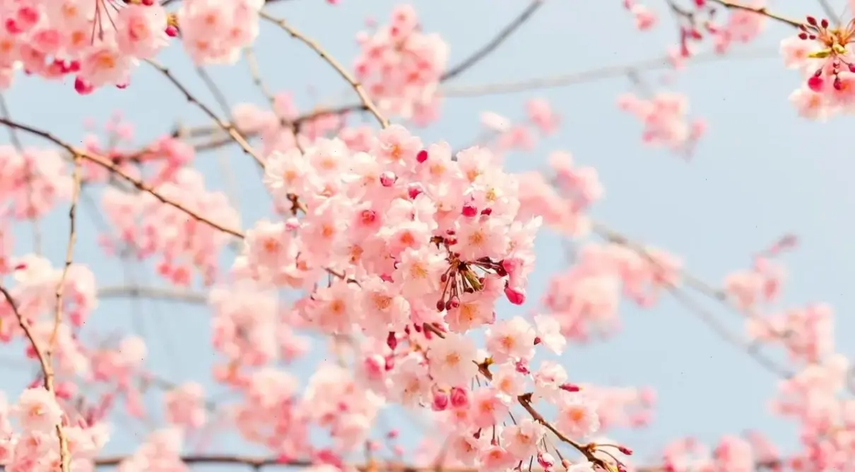 Hoa đào trang trí nhà mang lại sự tươi mới, rực rỡ cho không gian sống dịp Tết.