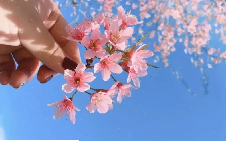 Hoa đào trang trí qua macro: Ý tưởng sáng tạo, làm đẹp không gian với chi tiết hấp dẫn và tinh tế.