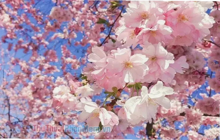 Hoa đào từ vườn Hà Nội bó hoa, mang hơi thở thiên nhiên tươi mát vào không gian sống hàng ngày.