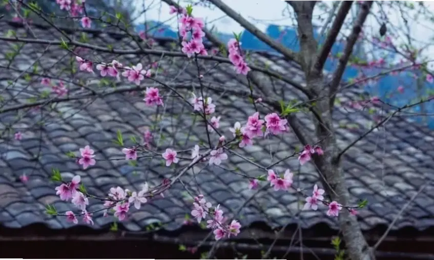 Hoa đào Việt Nam truyền thống, mang nét đẹp văn hóa vào trang trí hiện đại.