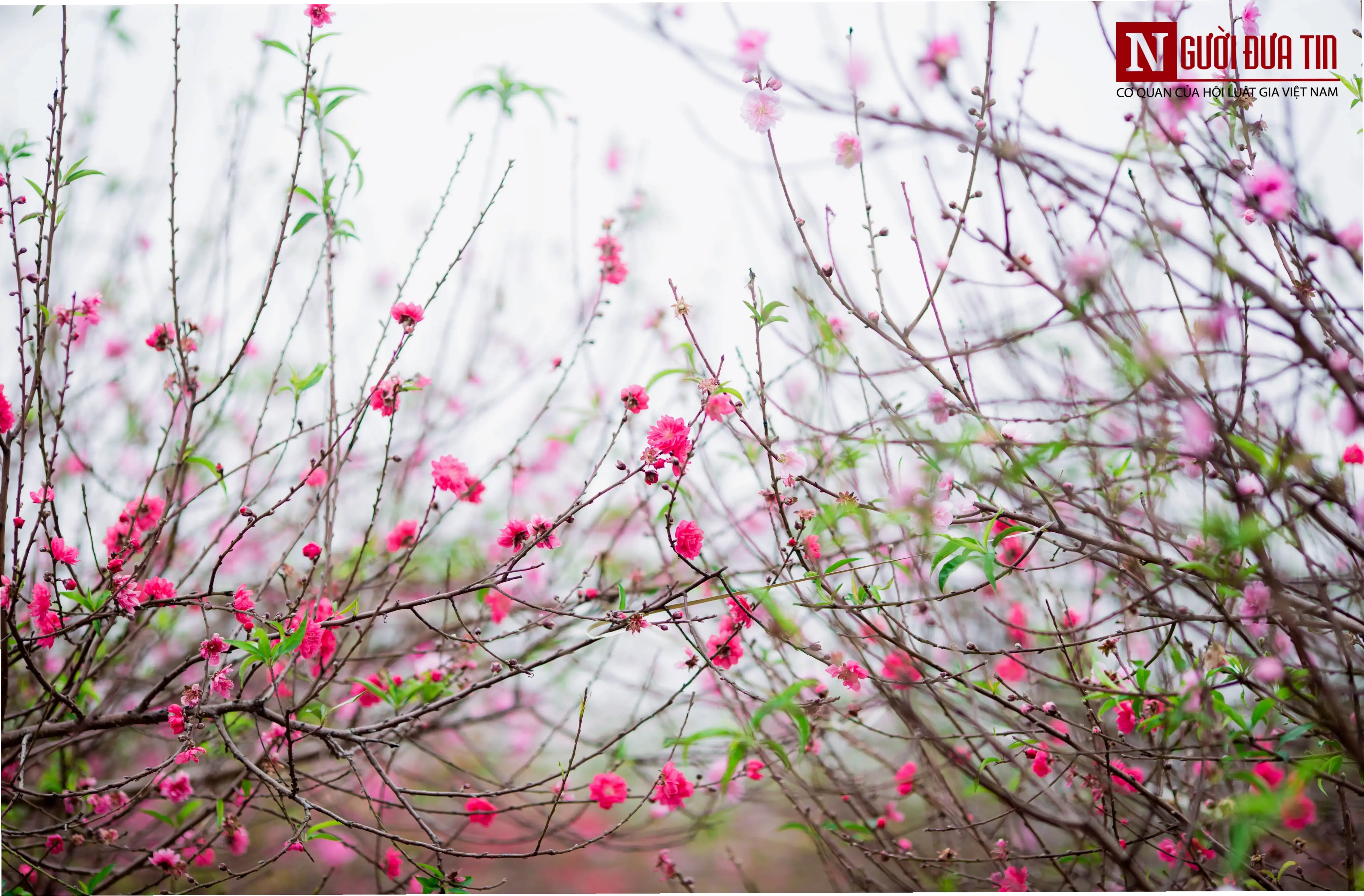 Hoa đào vườn Hà Nội bung nở, mang hơi thở mùa xuân đến với lòng phố cổ.