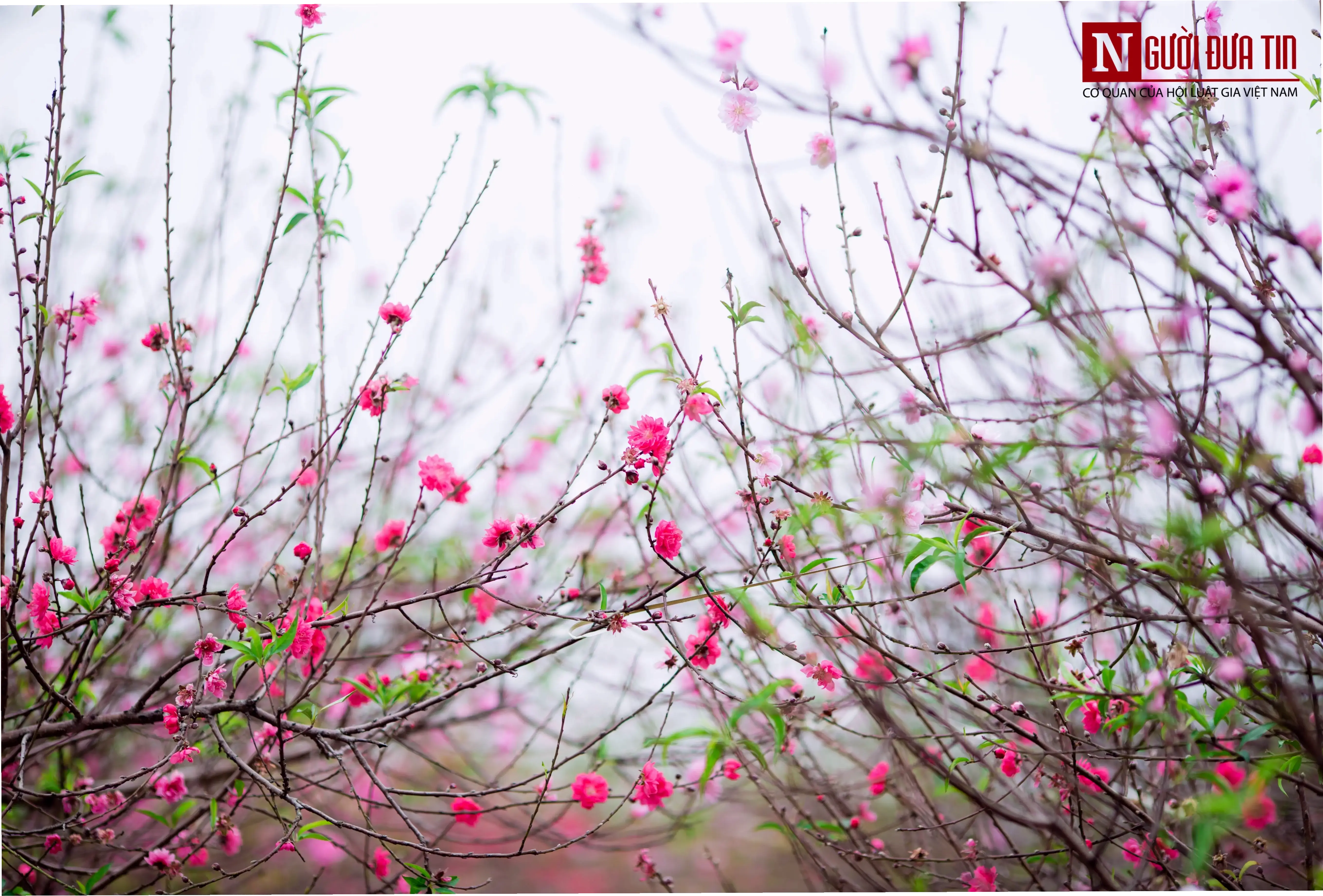 Hoa đào vườn Hà Nội tươi thắm, biểu tượng mùa xuân rực rỡ và tràn đầy hy vọng.