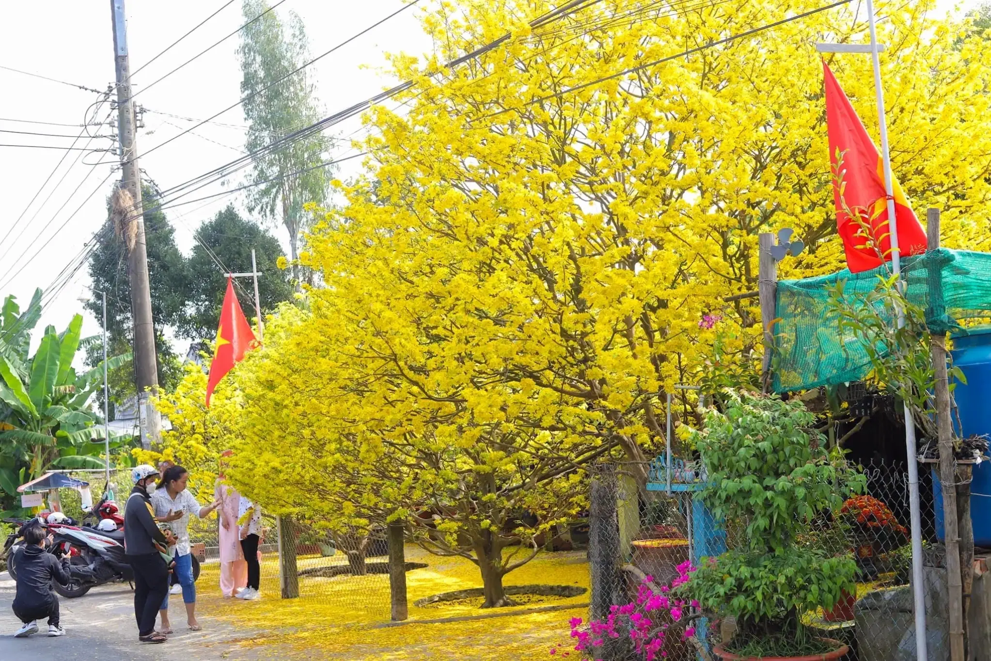 Hoa đỗ mai đồng quê gợi nhớ cuộc sống yên bình, nơi thiên nhiên thuần khiết và giản dị.