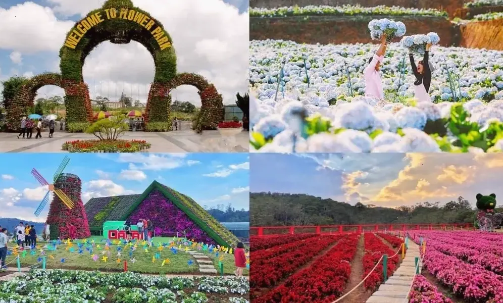 Hoa đỗ mai nở rộ trong vườn Đà Lạt, mang đến cảnh quan thiên nhiên thơ mộng và hùng vĩ.