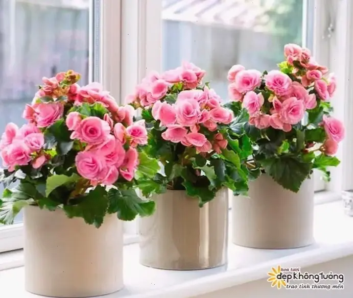 Hoa đỗ quyên cắm bình, mang vẻ đẹp tự nhiên vào góc nhỏ ấm cúng trong nhà.