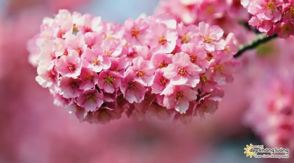 Hoa đỗ quyên mùa xuân nở rộ, đánh dấu sự tươi mới và tràn đầy năng lượng.