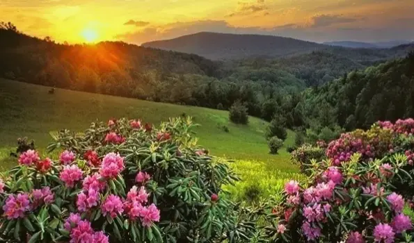 Hoa đỗ quyên vườn núi, hòa quyện với không khí trong lành và hùng vĩ thiên nhiên.