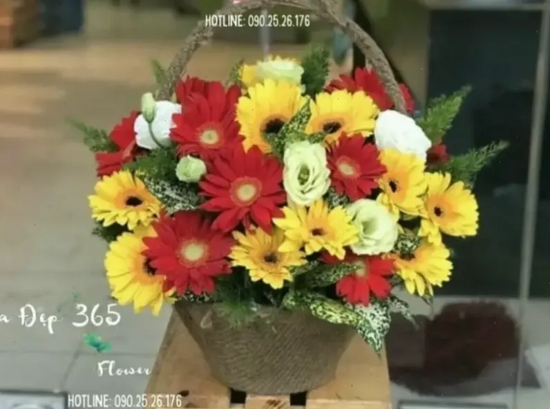 Hoa đồng tiền cắm bình, mang hương sắc tươi mới vào không gian gia đình.