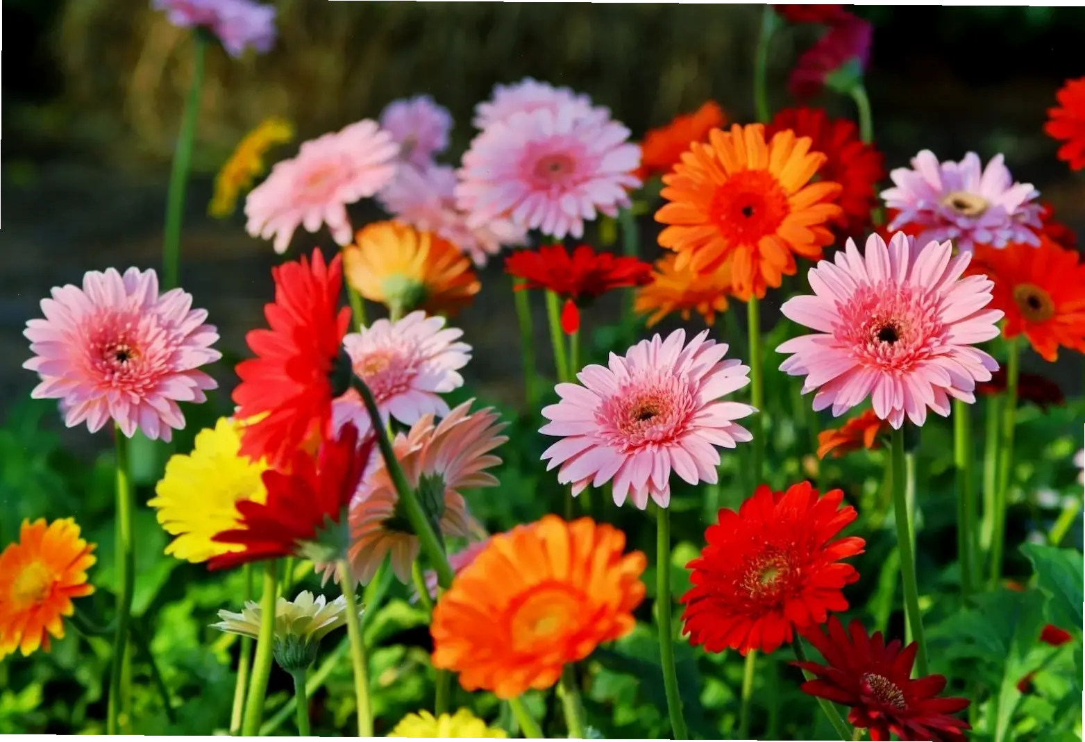 Hoa đồng tiền cưới đẹp mê ly, mang đến khoảnh khắc lãng mạn và bất tận niềm vui cho đôi uyên ương.