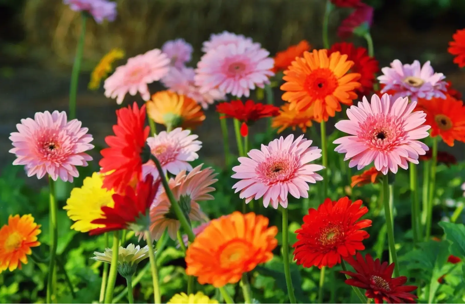 Hoa đồng tiền đẹp mê ly, lựa chọn hoàn hảo để tặng người thương với vẻ quyến rũ tự nhiên!