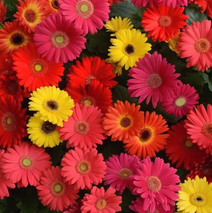 Hoa đồng tiền đỏ rực rỡ tô điểm ngày cưới, biểu tượng tình yêu cháy bỏng và may mắn viên mãn.