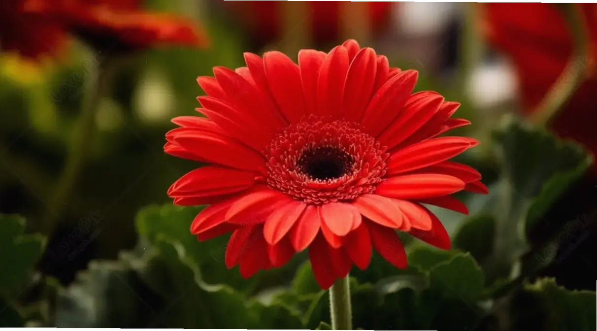 Hoa đồng tiền rực rỡ sắc màu, mang năng lượng tích cực và niềm vui đến mọi khoảnh khắc.