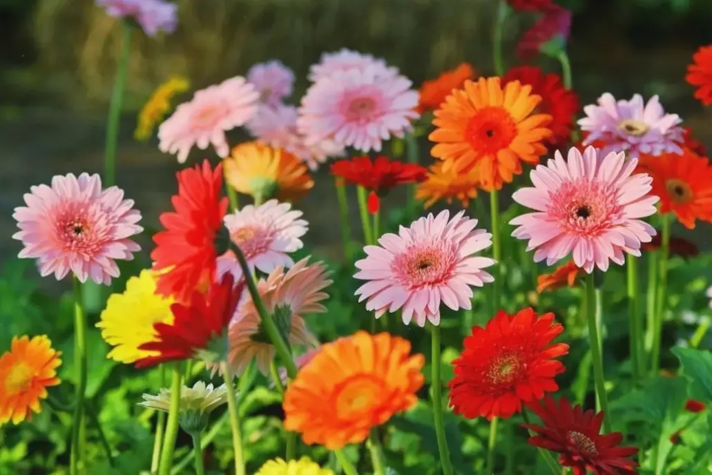 Hoa đồng tiền trang trí cho sinh nhật, làm nổi bật không gian với màu sắc tươi mới và hấp dẫn!