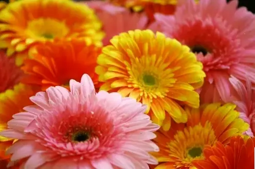 Hoa đồng tiền trong phong thủy mang tài lộc và bình an, lý tưởng cho không gian cưới thịnh vượng.