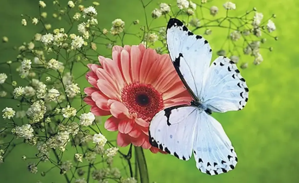 Hoa đồng tiền xinh đẹp để chúc mừng, gửi lời chúc phúc ấm áp và hạnh phúc tràn đầy đến người thân yêu!