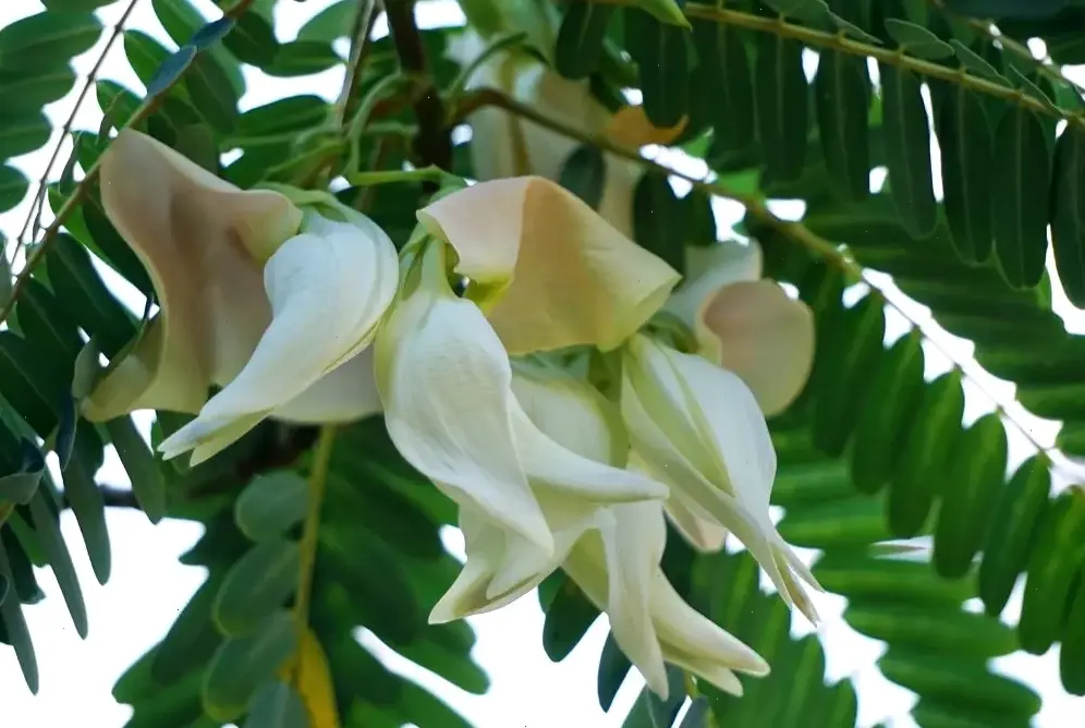 Hoa dừa cạn cắm bình đơn giản, tạo góc nhỏ xinh xắn với hương sắc tự nhiên, mang đến sự ấm áp cho ngôi nhà.