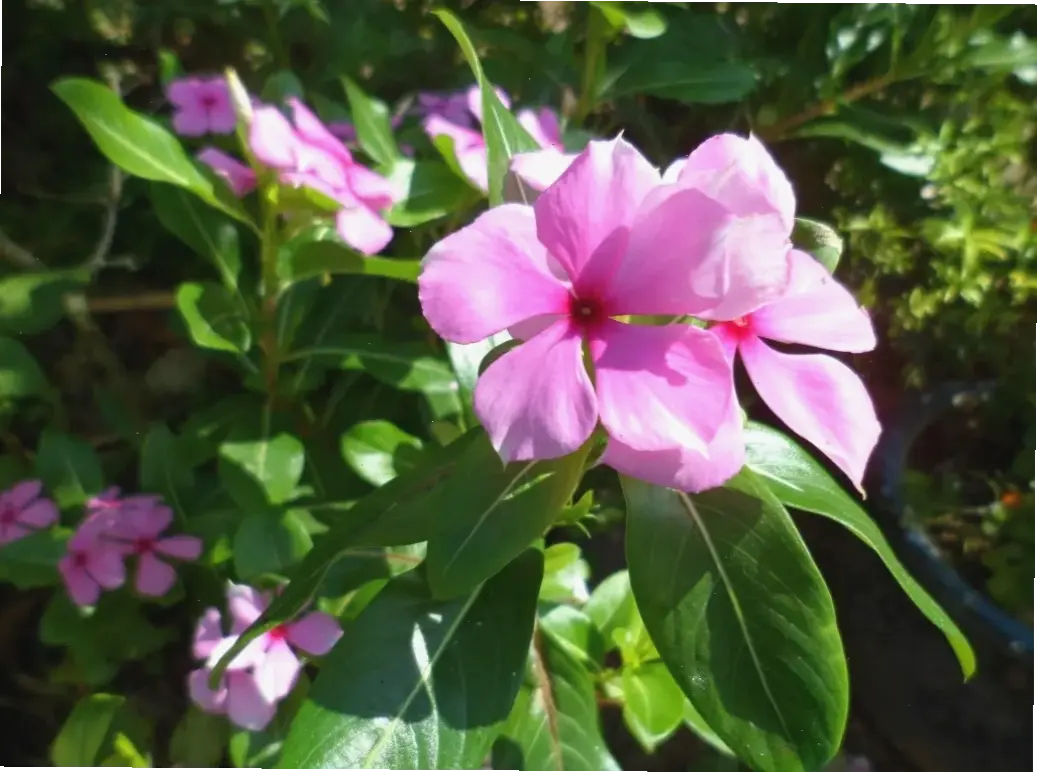 Hoa dừa cạn mùa hè rực rỡ, mang đến cảm giác thư giãn và vui tươi, tô điểm cho những ngày nắng ấm đầy sức sống.