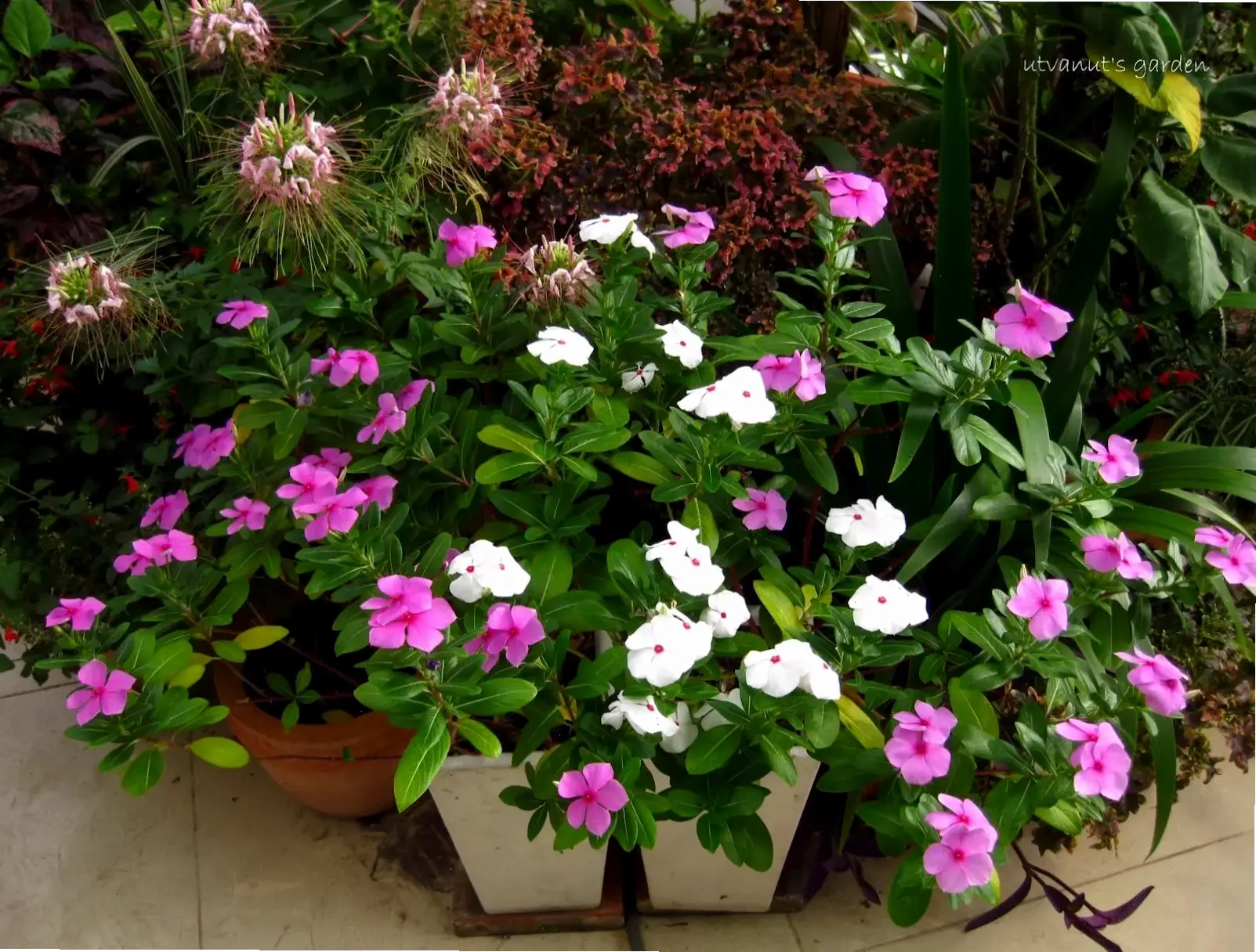 Hoa dừa cạn trên ban công tạo không gian xanh mát, lý tưởng cho những buổi chiều thư thái và tận hưởng thiên nhiên.