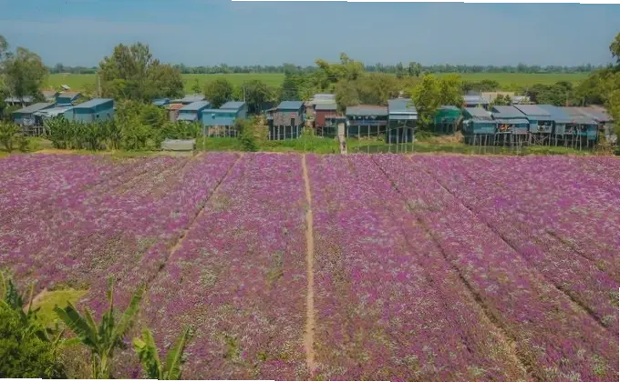 Hoa dừa cạn vườn quê giản dị, gợi nhớ không khí yên bình và ký ức tuổi thơ trong khung cảnh đồng quê thân thương.
