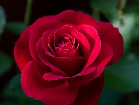 Hoa hồng cam thể hiện năng lượng, sự hấp dẫn và nhiệt huyết. Hoàn hảo cho những dịp vui vẻ, sôi động.