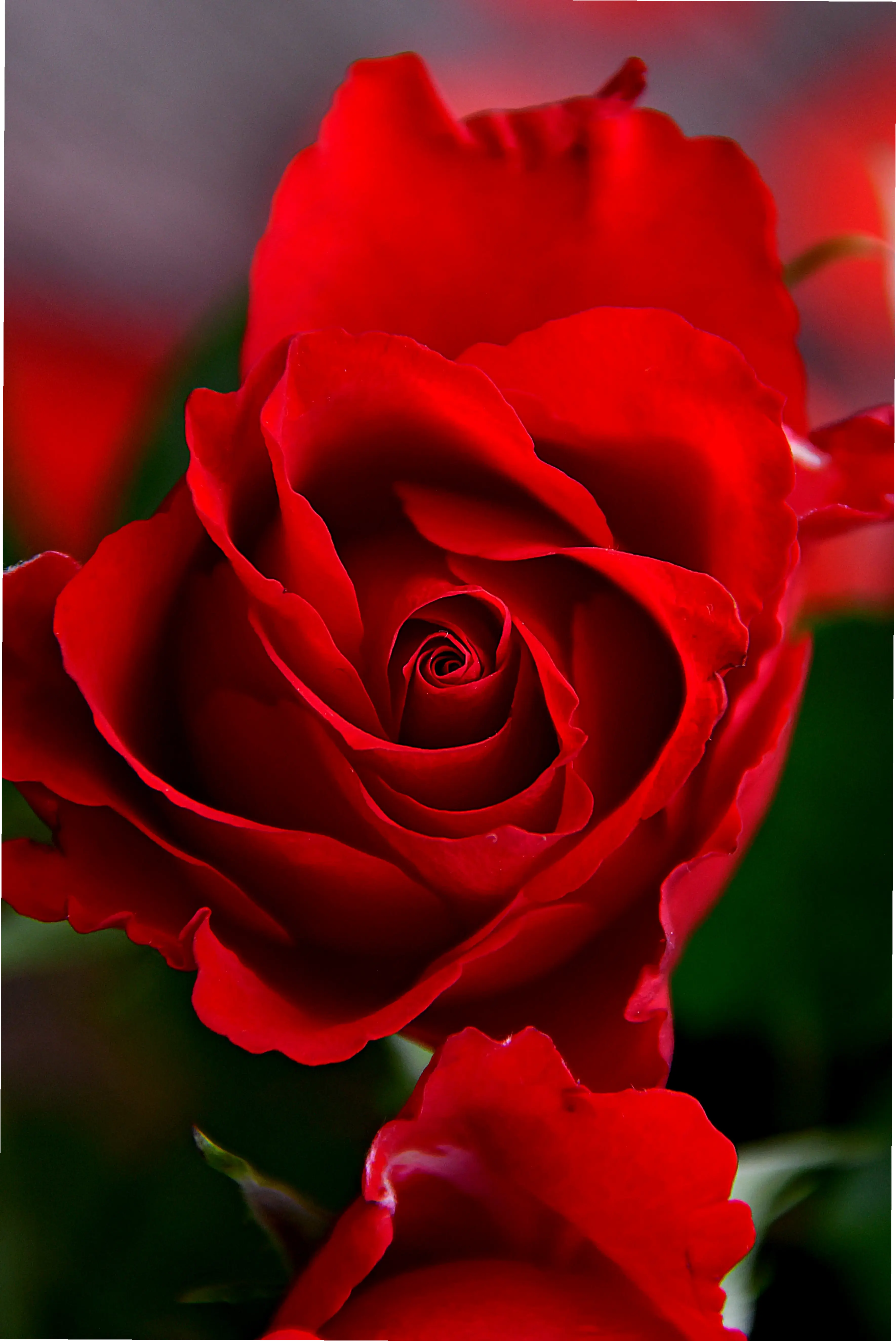 Hoa hồng cận cảnh cho Valentine, thể hiện tình yêu sâu lắng qua từng cánh hoa sống động.