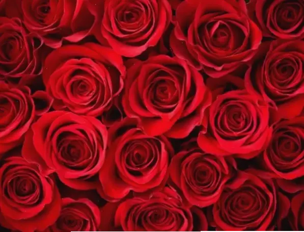 Hoa hồng đen mang ý nghĩa chia ly và bí ẩn. Sử dụng để bày tỏ cảm xúc phức tạp, sâu lắng.