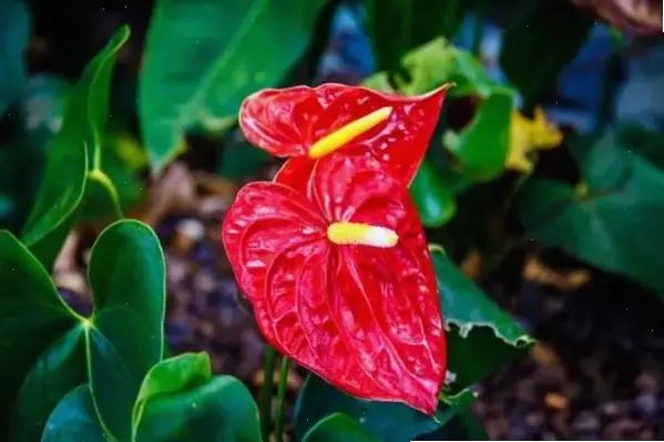 Hoa hồng môn cắm bình đơn giản mà thanh lịch, tạo điểm nhấn tươi tắn cho bàn làm việc hoặc phòng khách thêm phần hấp dẫn.