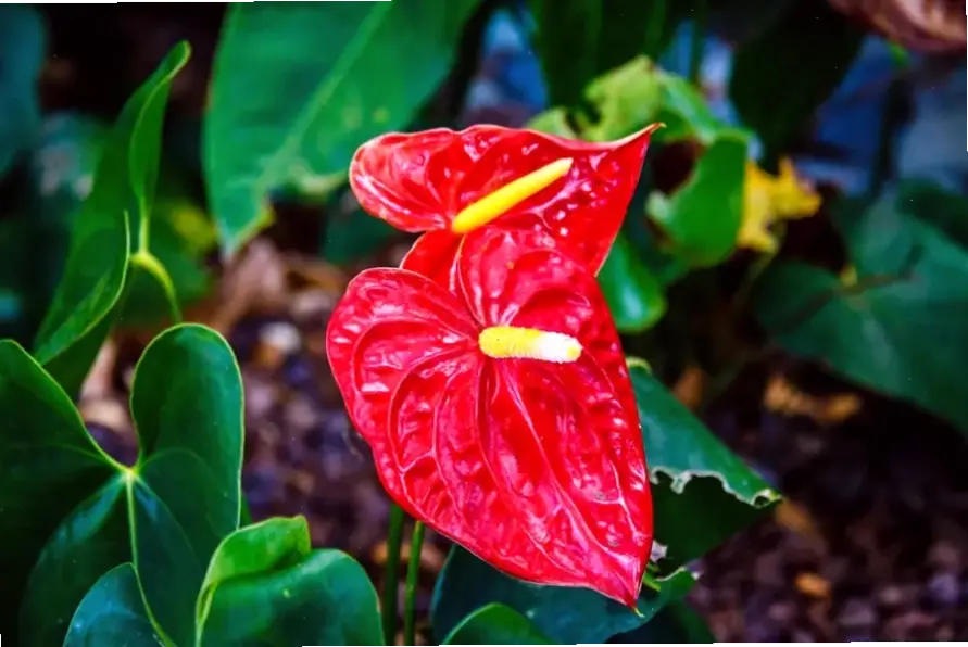 Hoa hồng môn cho tiệc cưới, tượng trưng cho tình yêu vĩnh cửu và hạnh phúc, làm nổi bật không khí lãng mạn của ngày trọng đại.