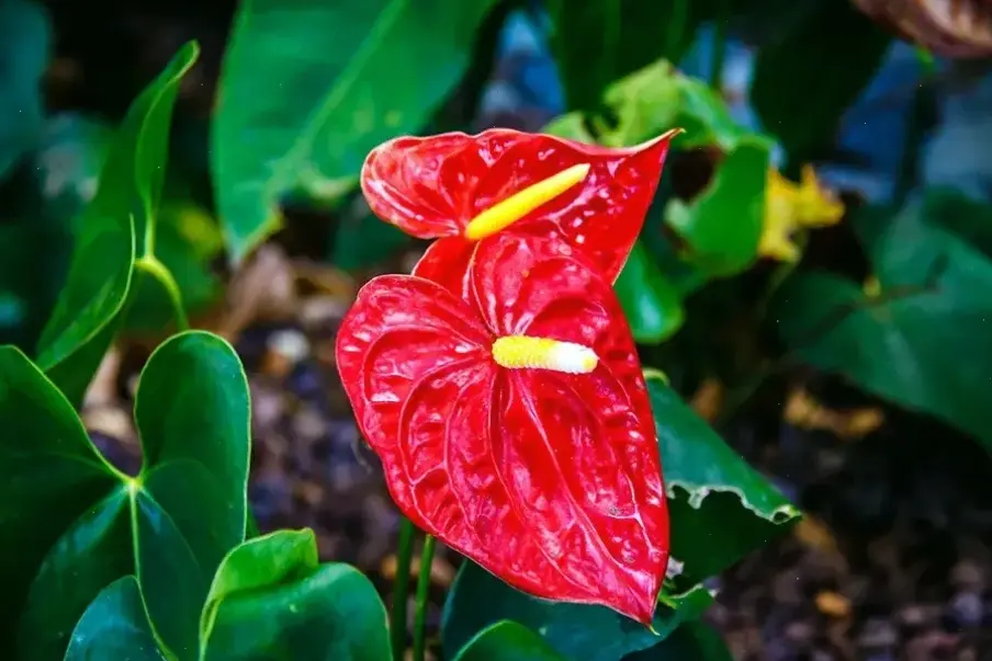 Hoa hồng môn đỏ rực rỡ, mang vẻ đẹp quyến rũ và năng lượng tích cực, hoàn hảo cho không gian sống ấm áp và lãng mạn.