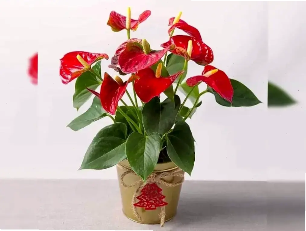 Hoa hồng môn phong thủy, mang lại năng lượng tích cực và may mắn, giúp cân bằng không gian sống theo nguyên tắc hài hòa.