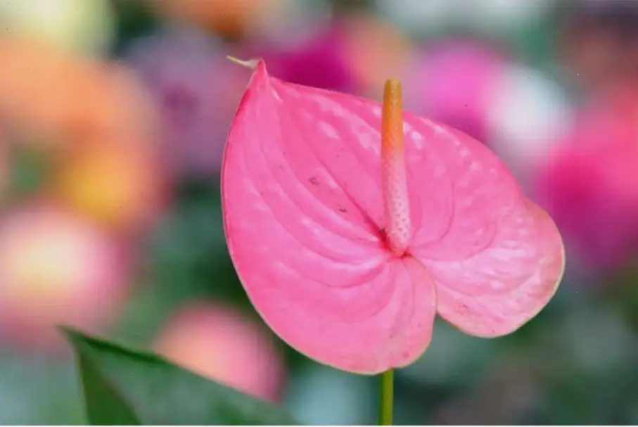 Hoa hồng môn qua góc chụp macro, tiết lộ vẻ đẹp chi tiết tinh tế, khiến mọi khoảnh khắc trở nên nghệ thuật và cuốn hút.