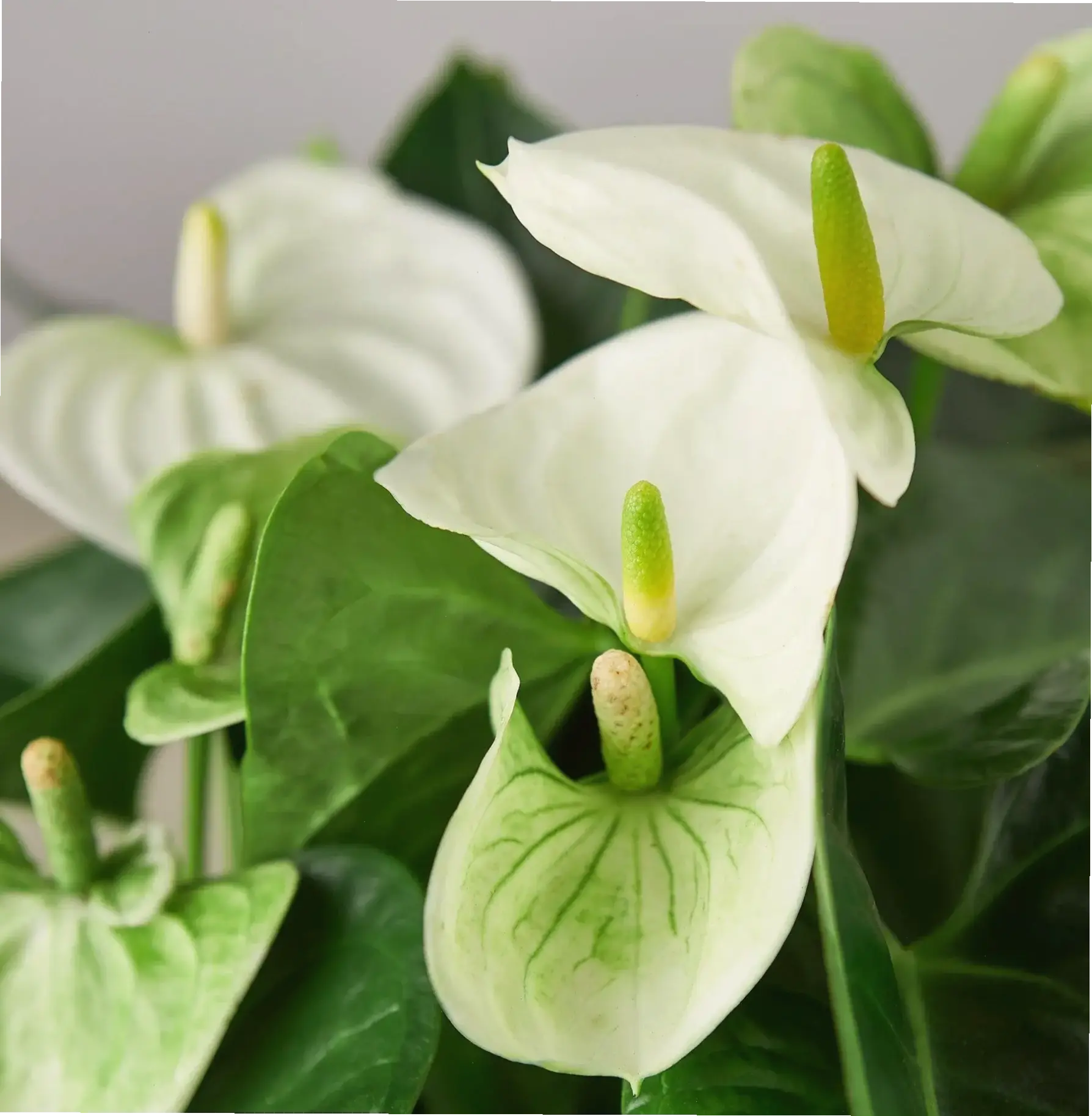 Hoa hồng môn trắng tinh khôi, biểu tượng của sự tinh khiết và thanh lịch, lý tưởng để trang trí nhà cửa thêm phần sang trọng.