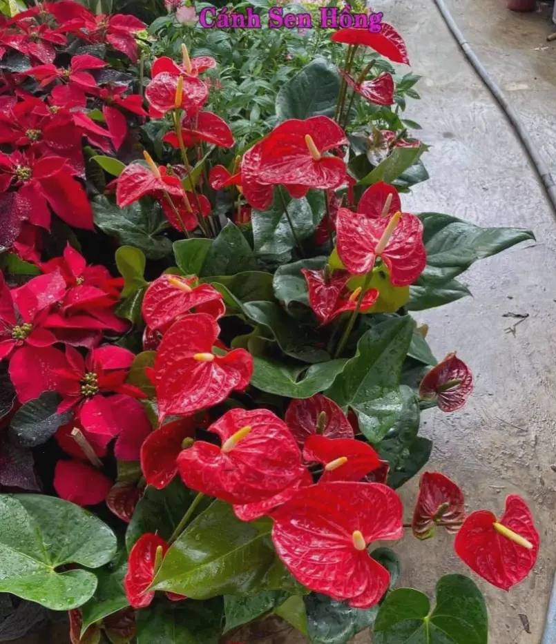 Hoa hồng môn trong chậu trang trí, kết hợp hài hòa giữa thiên nhiên và nội thất, mang lại sự tươi mới cho không gian sống.