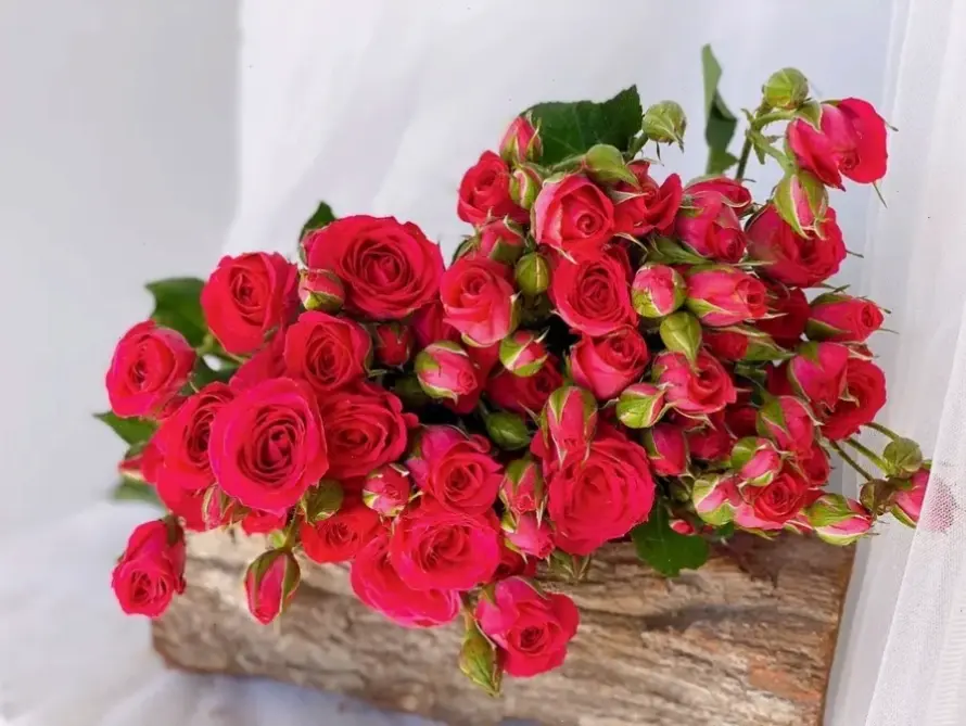 Hoa hồng sinh nhật nở rộ, chúc mừng ngày đặc biệt với vẻ đẹp rực rỡ và ấm áp.