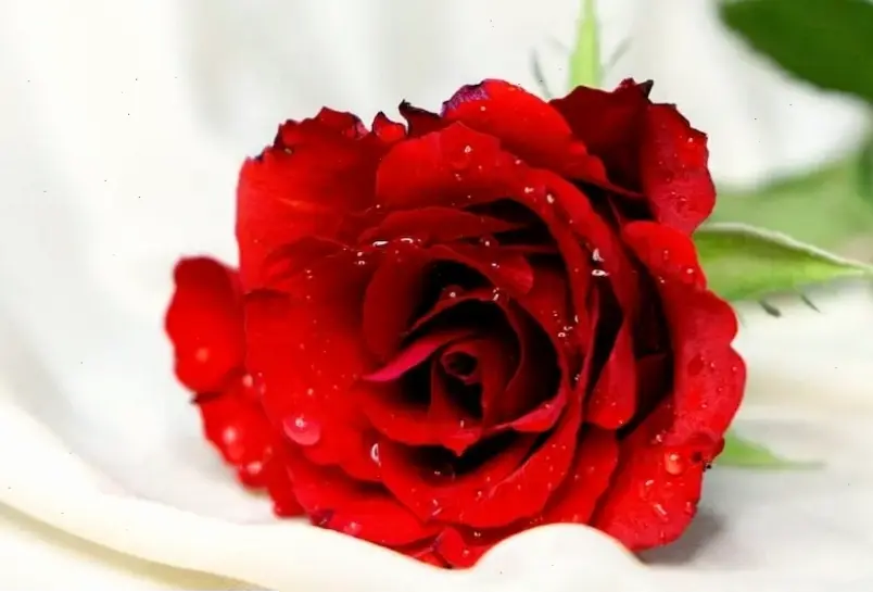 Hoa hồng sinh nhật qua macro, lời chúc ấm áp mang niềm vui và hạnh phúc trọn vẹn.