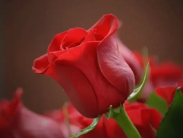 Hoa hồng trắng trong đám tang đại diện cho sự trong sạch và tưởng nhớ. Một cách bày tỏ tiếc thương chân thành.