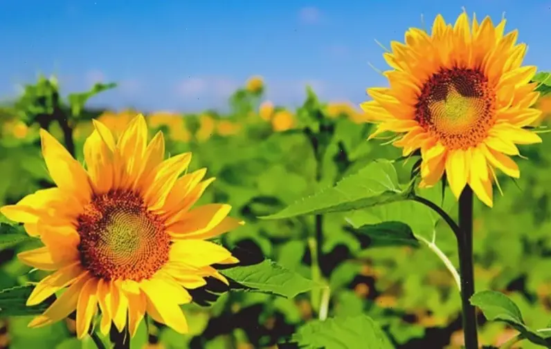 Hoa hướng dương cắm bình trang trí không gian với màu vàng tươi sáng và năng lượng tích cực.