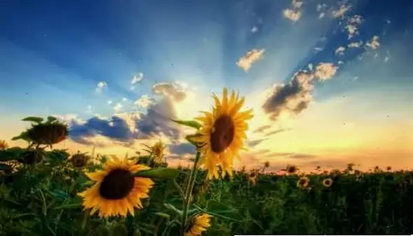 Hoa hướng dương cho tiệc cưới tượng trưng niềm vui và hạnh phúc, làm nổi bật ngày trọng đại.