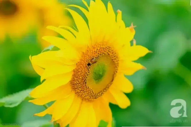 Hoa hướng dương Đà Lạt qua lens macro, vẻ đẹp thiên nhiên tinh tế của cao nguyên mộng mơ.