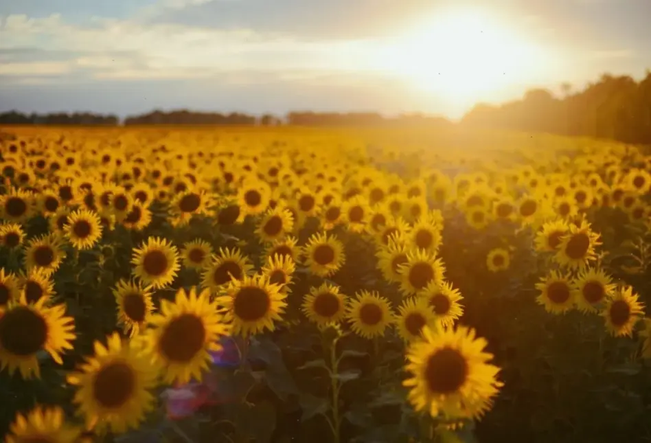 Hoa hướng dương đồng quê gợi lên sự mộc mạc, bình yên của nông thôn Việt Nam.