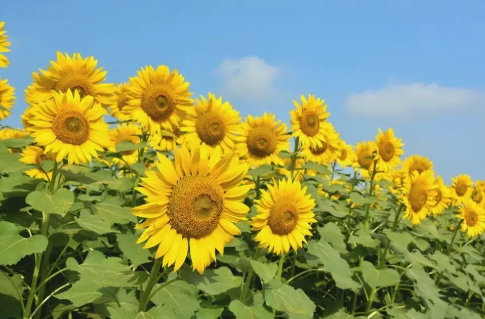 Hoa hướng dương ở đồng quê gợi nhớ tuổi thơ, hình ảnh bình dị và gần gũi với thiên nhiên.