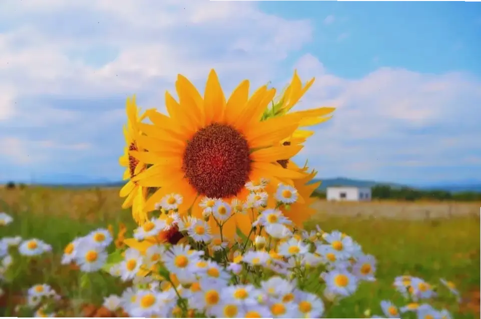 Hoa hướng dương rực rỡ trong mùa hè, mang cảm giác ấm áp và niềm vui bất tận cho mọi người.