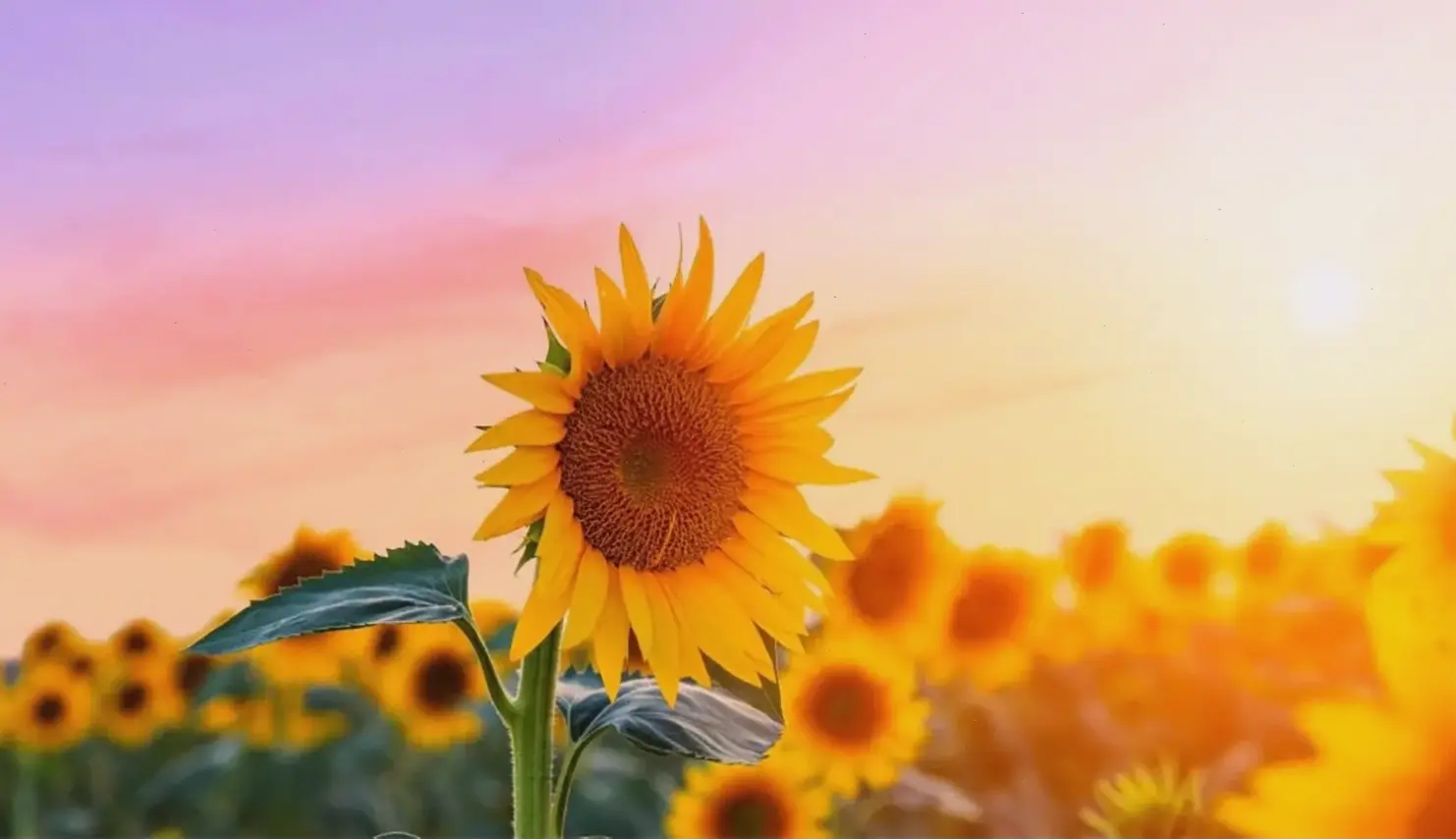 Hoa hướng dương tại tiệc cưới, biểu tượng của hạnh phúc và sự tươi mới trong ngày trọng đại đáng nhớ.