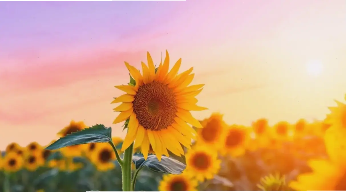 Hoa hướng dương vàng óng ả dưới bình minh, tượng trưng cho lạc quan và sức sống mãnh liệt.