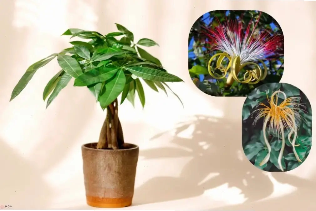 Hoa kim ngân cắm bình đơn giản mà tinh tế, mang hương thơm dịu nhẹ và vẻ đẹp tự nhiên vào mọi góc nhà.